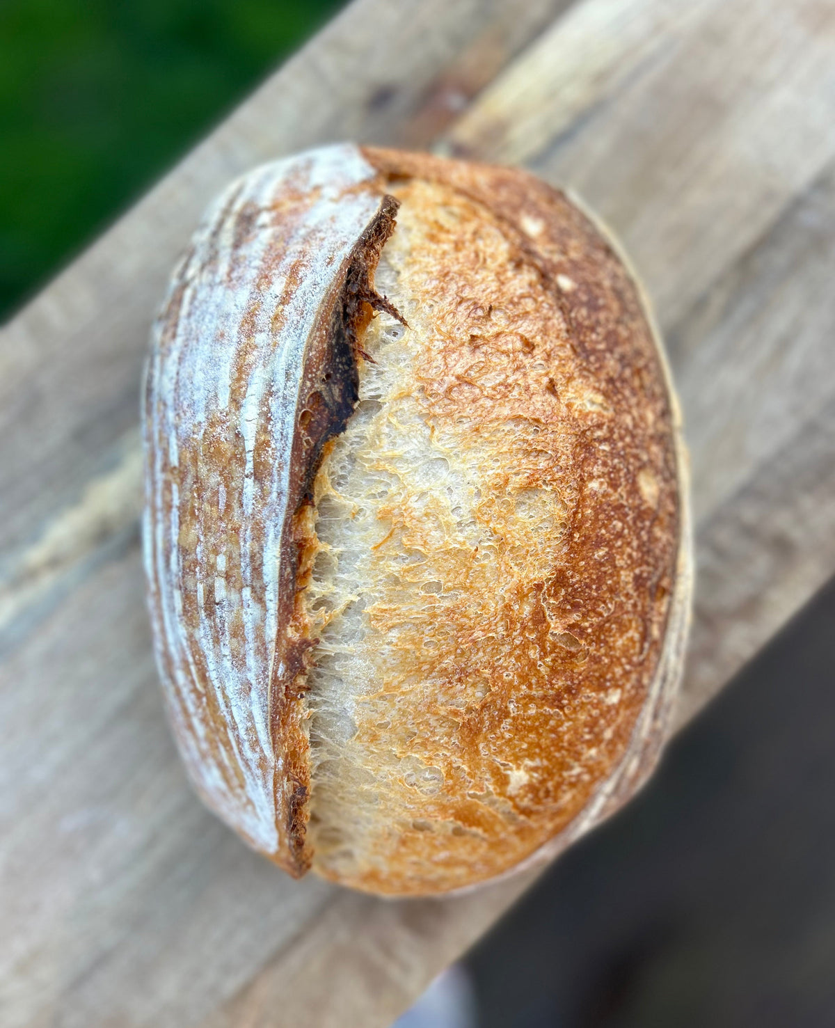 Live sourdough starter from Wentworth Station